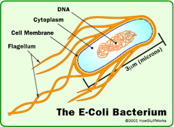 techstuffhsw:  The Surprisingly Tricky Task of Outsmarting Bacteria Bacteria are literally brainless single-celled organisms. They don’t even have cell nuclei. But the future of fighting bacterial infections may involve outsmarting the critters. We’ve