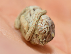 humanemoji:  “tiny chameleon hatchling