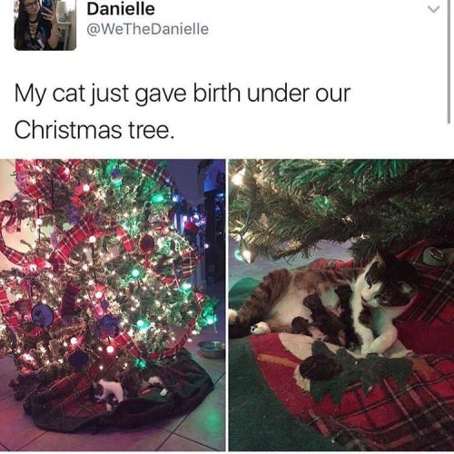 queerqueerspawn: trebaolofarabia: an-moncai-mishuaimhneach: catstextposts: Awww A Christmas miracle.