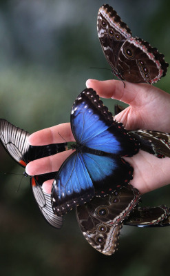 awkwardsituationist:  the glasshouse at rhs