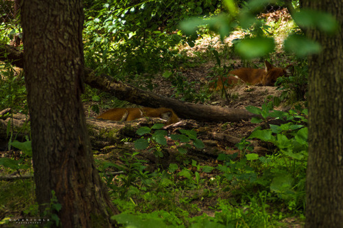 maianicole: ©Maia Howell - [Flickr][Tumblr][Instagram] Dhole (Asian Wild Dog) - Minnesota Zoo -