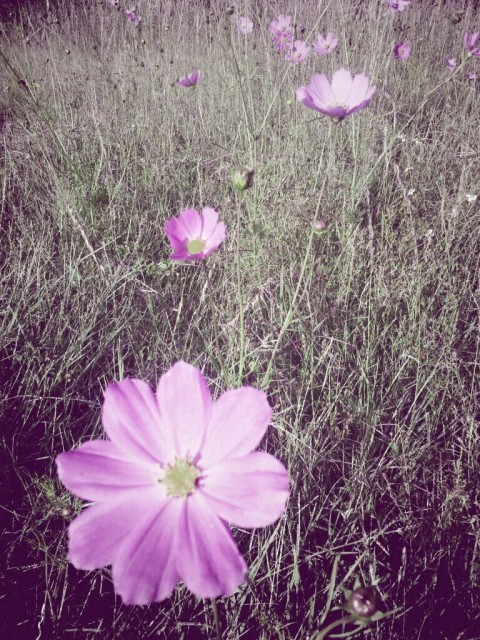 ariadnaaa10:  Mexican Mexico De Mis Amores EyeEm Nature Lover by ariadna on EyeEm