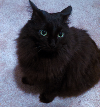kreugan:  luna aka the unholy offspring of lightning and death itself 