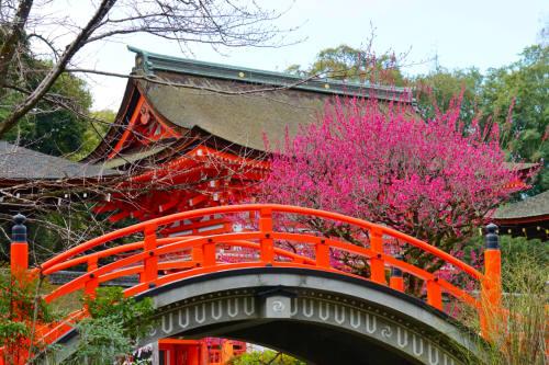 chitaka45: 京都 下鴨神社 光琳の梅&amp;メジロ kyoto shimogamo-jinja (ume blossom &amp; wild bird)