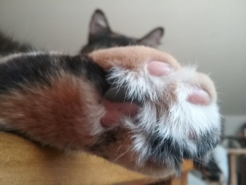 littlelarajean: Oh! Toe beans! How marvelous. The only one who can stick her foot in my face and eli