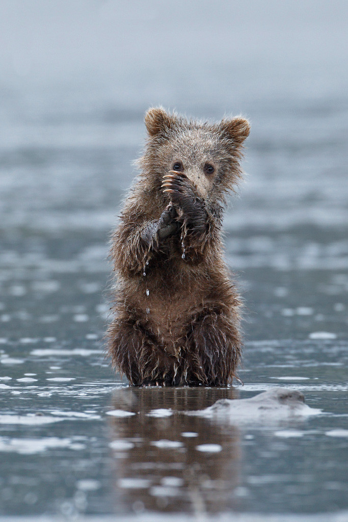 fuck-yeah-bears:  Brown bear cub by D. Robert Franz