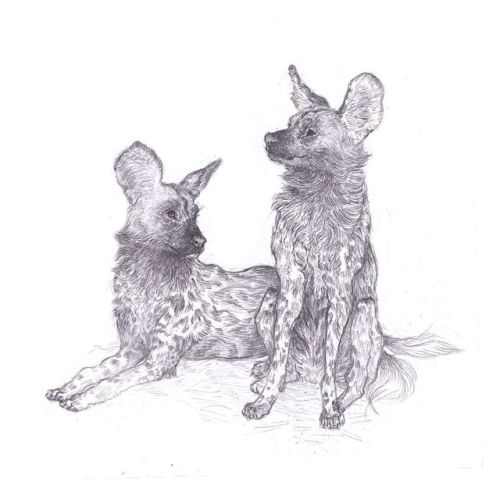 African wild dogs are endangered, with an estimated 7000 remaining. If you purchase this as a print 