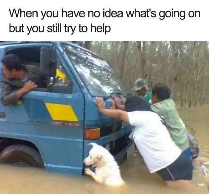 nah-later:  thenameisdog:  thenameisdog:    we don’t deserve these animals tbh