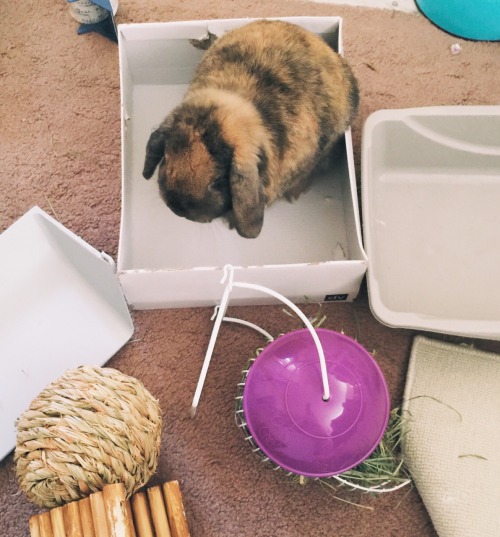 ghibli-bunny:Ghibli being all cute and sitting in a box while I was reorganizing their living space 