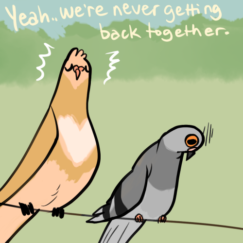 Pigeon Break Up stories