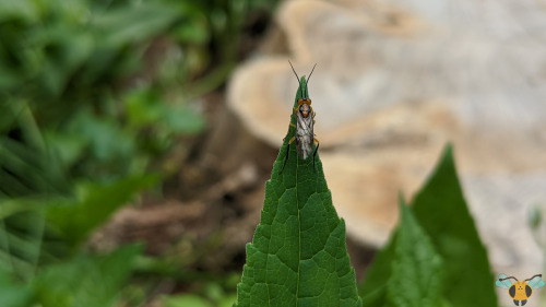 Locust Sawfly - Nematus tibialisWhile researching more into this curious specie of insect, I primari