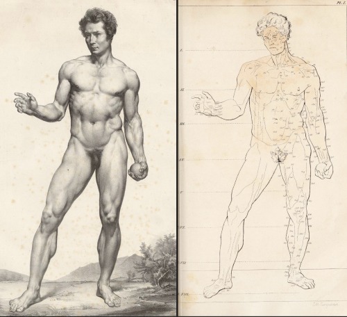 montair:Maximilien-Félix Demesse, from Pierre-Nicolas Gerdy, Anatomie des peintres,
