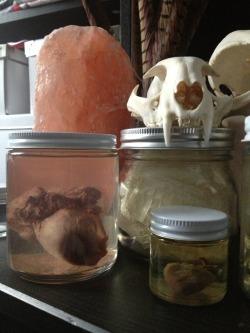 bonesetcetera:  What I wake up next to every morning. 