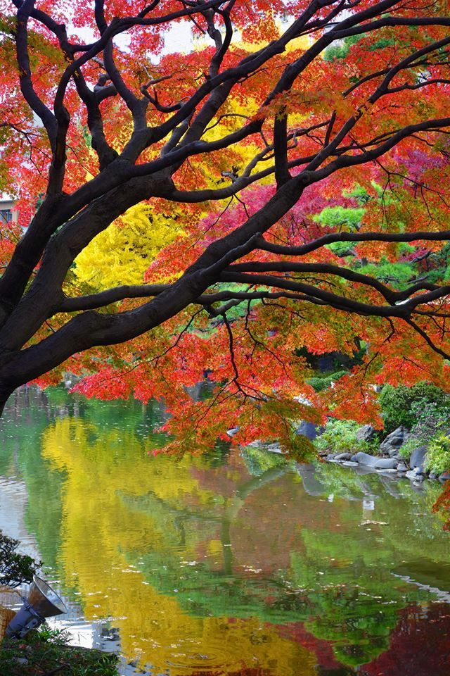 thekimonogallery:  Autumn leaves at HibiyaPark, Tokyo, Japan.  Photography by Tatsuo
