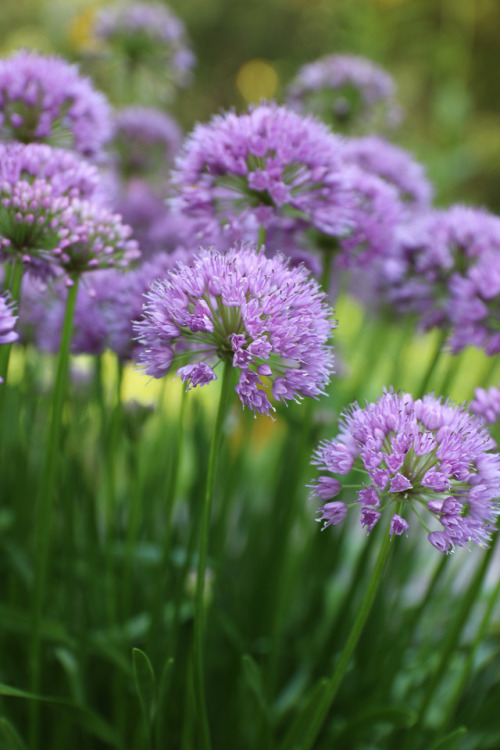 Allium Millenium and a few of her friends;  several kinds of skippers, a clearwing hummingbird 