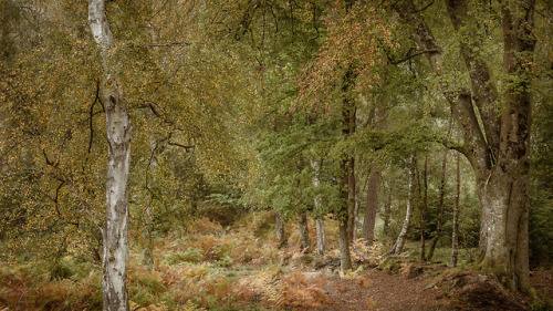 Autumn Woodland by Leigh DoreyInstagram | Twitter