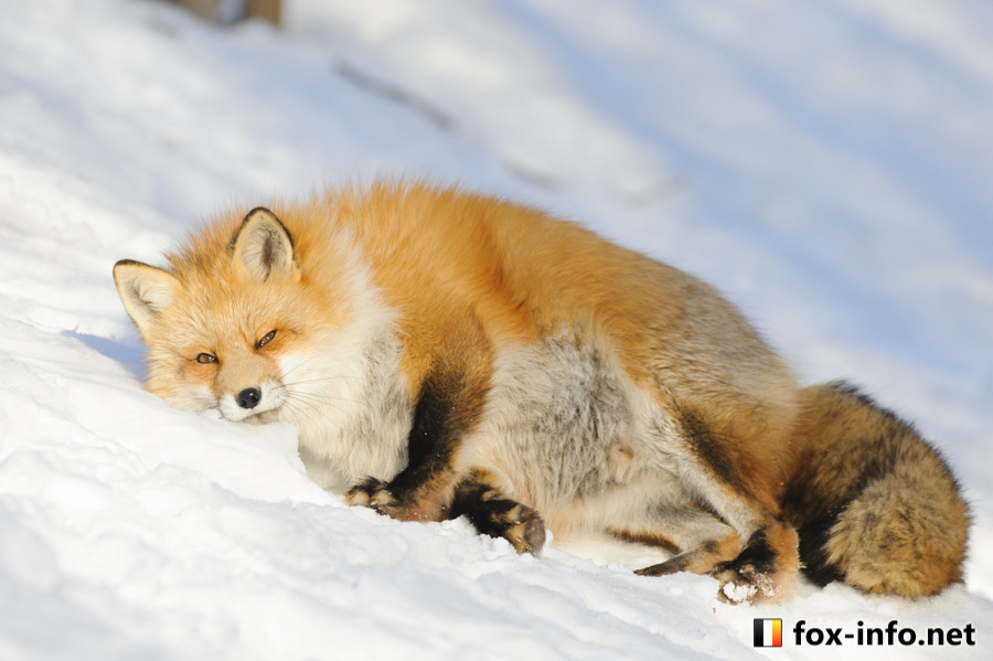 everythingfox:  O My ..