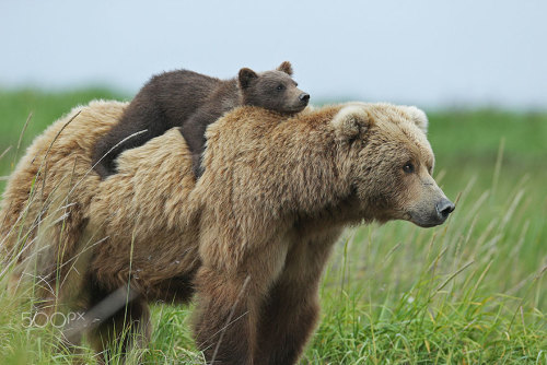 stayshreddedmyfriends:boredpanda:15+ Un-Bear-Ably Cute Momma Bears Teaching Their Teddy Bears How To