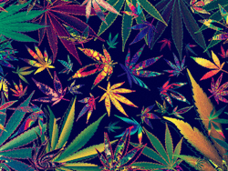 rocknroll-hippie:  click to trip balls