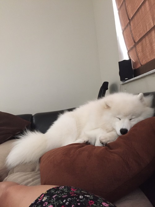 sammiethesamoyed:Sunday nap session. My favorite!