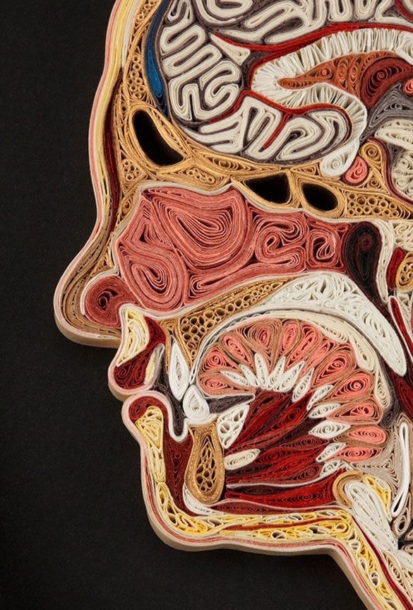 paintdeath:Anatomical cross-section of the human head, by artist Lisa Nilsson using