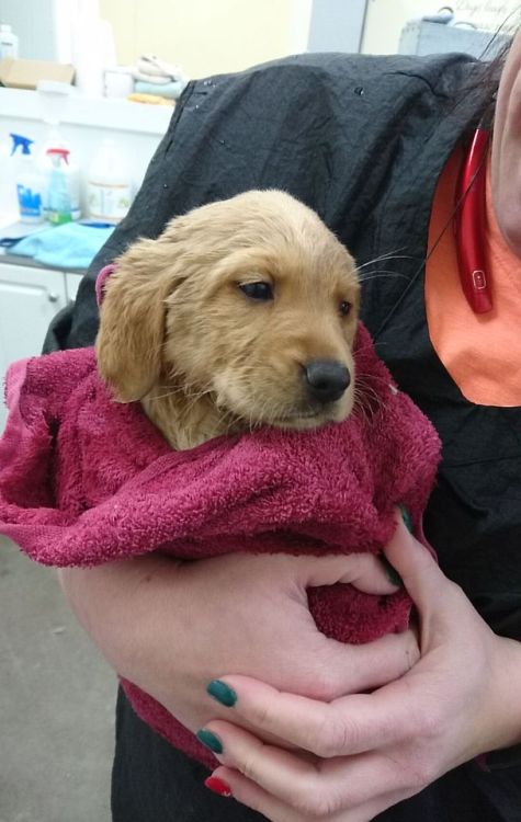 so excited to meet my brother’s new puppy zelda when i go home ❤️