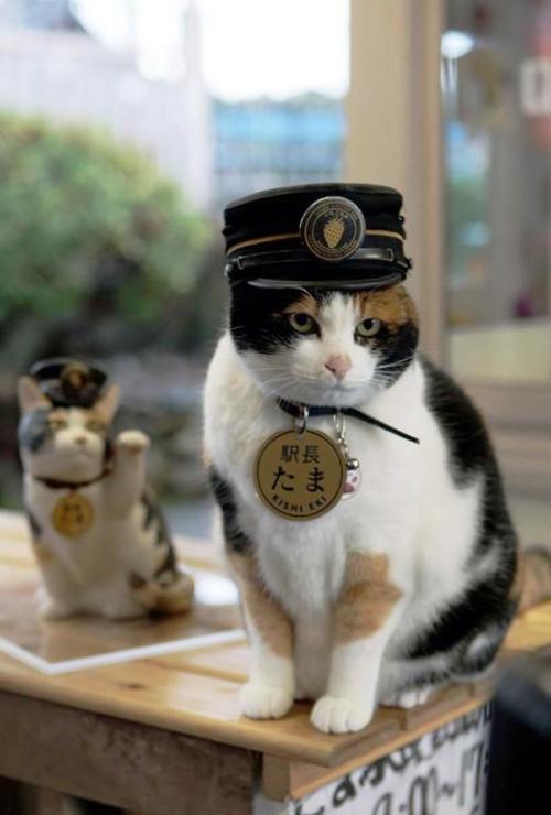 (Via The Japan Times) Railway Names Tama the Cat’s Replacement as Stationmaster