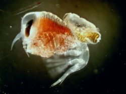 currentsinbiology: ‘Kidnapping’ in the Antarctic animal world?    Pteropods or sea snails, also called sea angels, produce chemical deterrents to ward off predators, and some species of amphipods take advantage of this by carrying pteropods piggyback