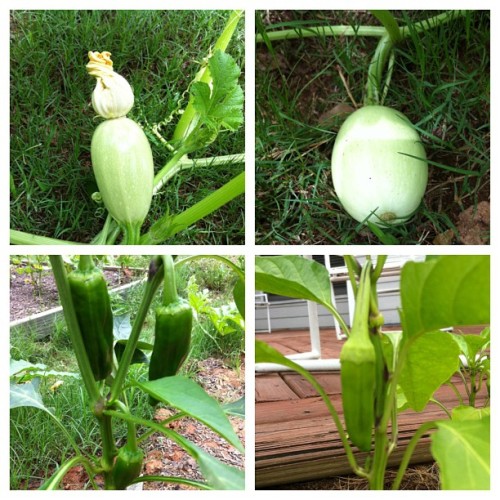 My Garden Is Growing