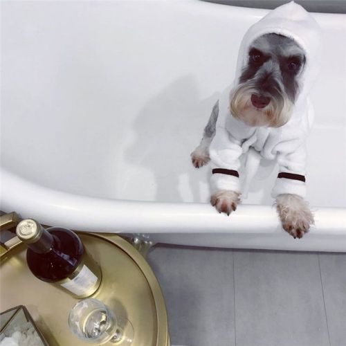 Wine, cheese, baths, dogs & bathrobes = heaven. Doggie Bathrobe now available. 