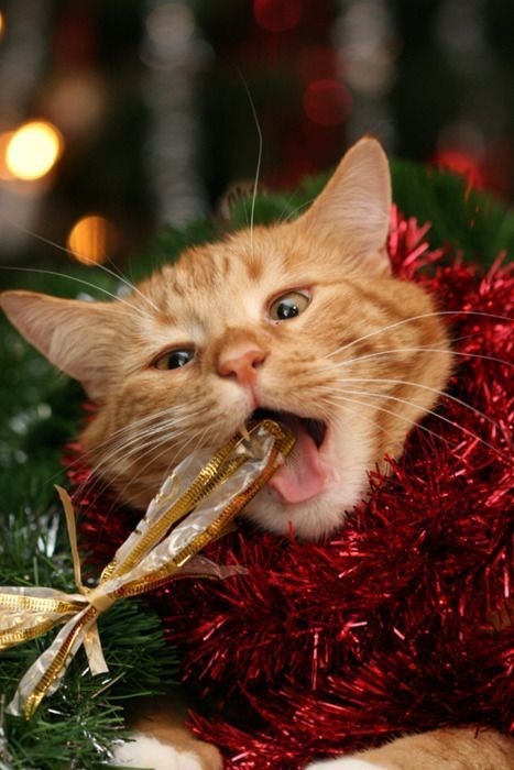 Tomorrow is Christmas Eve, so here are more good pictures of cats enjoying the holidays!!!