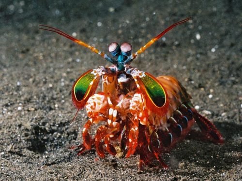 lisawang:Mantis Shrimp