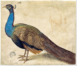 renaissance-art:  Nicolaus Juvenel c. 1559 Peacock 