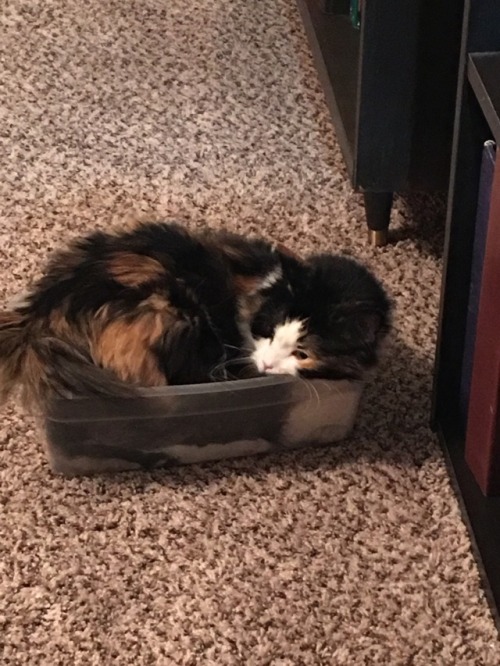 Mia takes all the toys out of her toy box and then gets in to take a nap.(submitted by @phoenixsavan