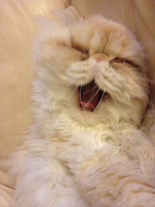 lucifurfluffypants: Return of the Fluffy Facts Friday! 1. I excel at sneezing in people’s face