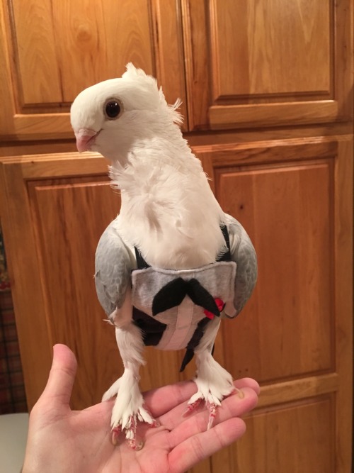 pudgepige: Pigeon in a tux.