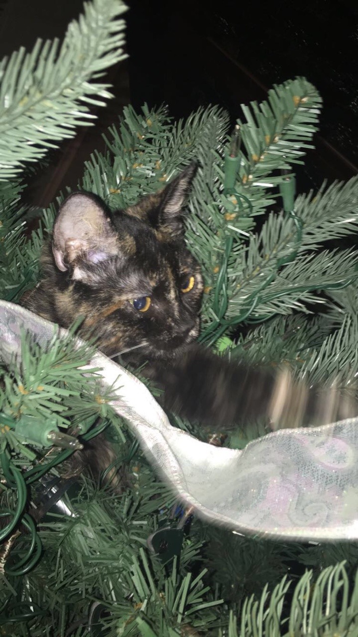 unflatteringcatselfies:She sleeps at the top of the tree and when we try to take