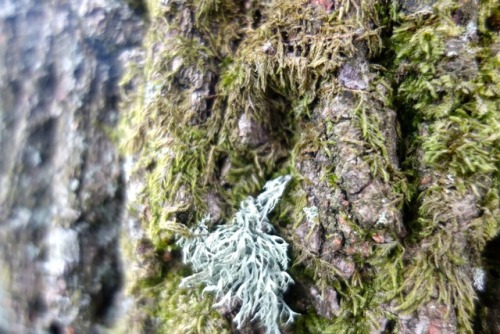 Various details from a walk on Ilkley Moor. Enjoying the little things.