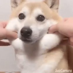 awwww-cute:  Squishy (Source: http://ift.tt/2g1z4w3) 