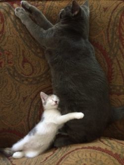 awwww-cute:  We got a new kitten to go with our cat. I think our cat has a new admirer (Source: http://ift.tt/1EeVGyx)