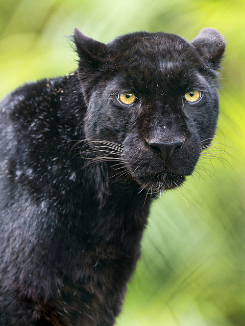 theanimaleffect:  A very nice black leopard by Tambako the Jaguar on Flickr.
