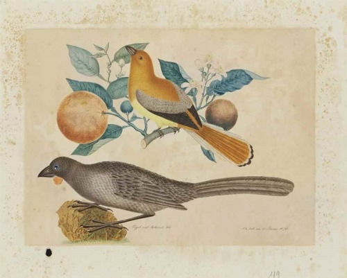 Aloys Zötl (1803 - 1887)A South Island kokako (Callaeas cinereus) and a female Malabar trogon (Harpa