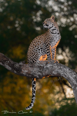 llbwwb:  Posing Leopard by Brendon Cremer 