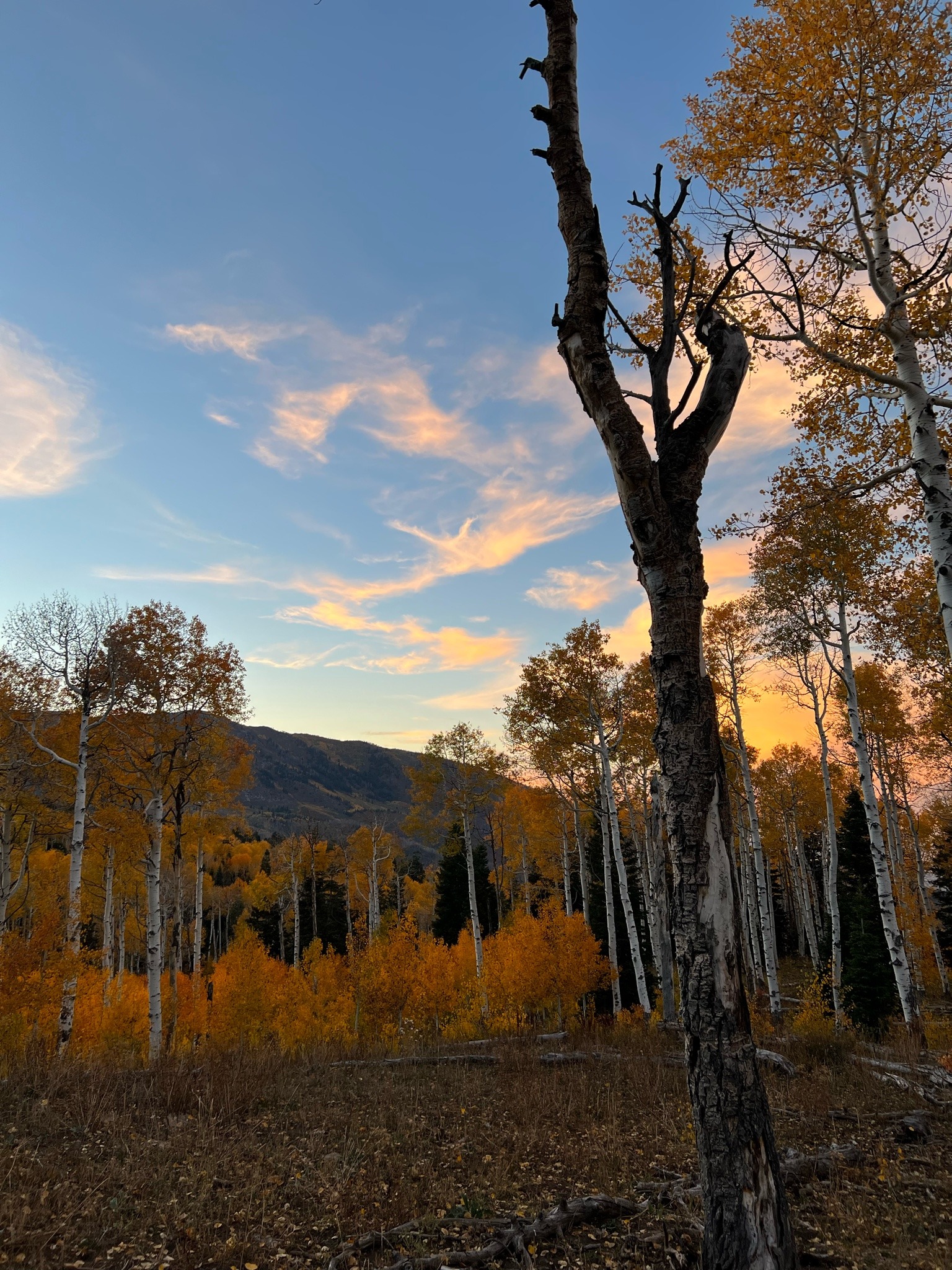 sagebrushandsoil:Hello Autumn 🍂 I love you 