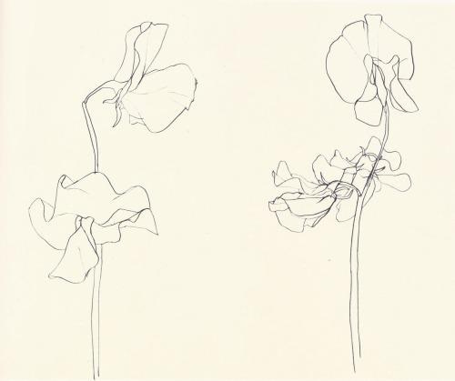 likeafieldmouse:Ellsworth Kelly - Plant Drawings (1960-91)1. Sweet Pea2. Sunflower3. Magnolia4. Fig5