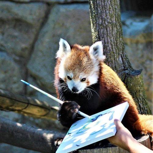 This is Basil, a very talented #RedPanda artist @syracusezoo On Friday, November 16 his little maste