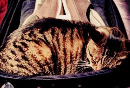 chrisbriancolfer-deactivated201:Why are you travelling with your cat?I just don’t want him to be alo