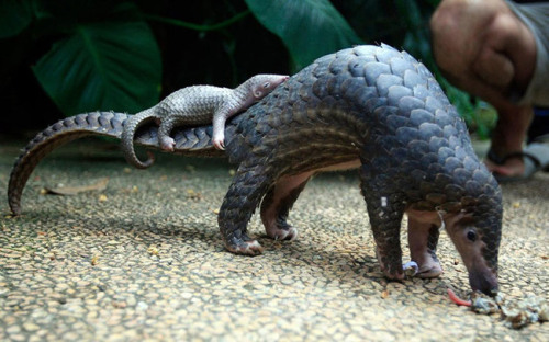 animals-riding-animals:pangolin riding pangolinthis blog is very important