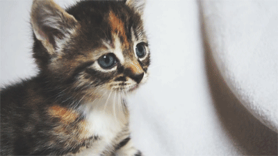 Rawr