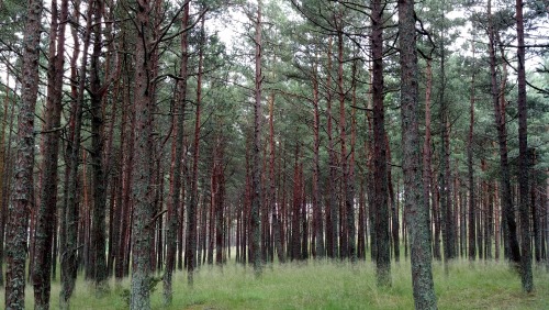 maneuu:  Nida, Curonian Spit, Lithuania